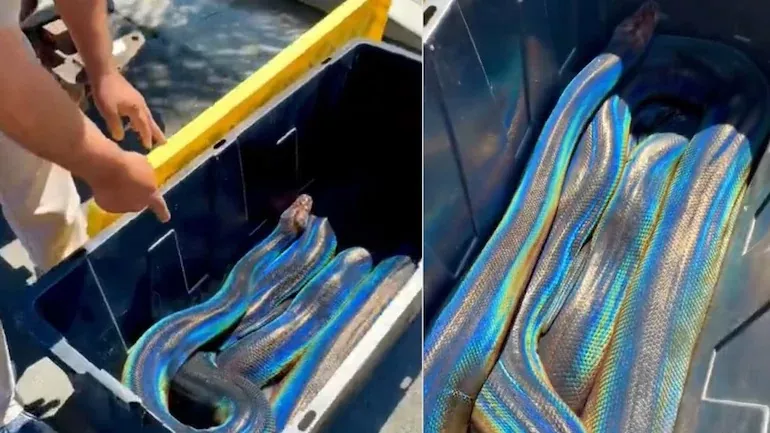 This Incredible Video of A Snake Is Crazy Viral With 48 Million Views - Sakshi