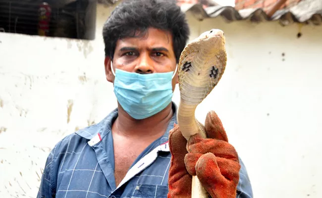 Snake Catcher Catches King Cobra In Vizag - Sakshi