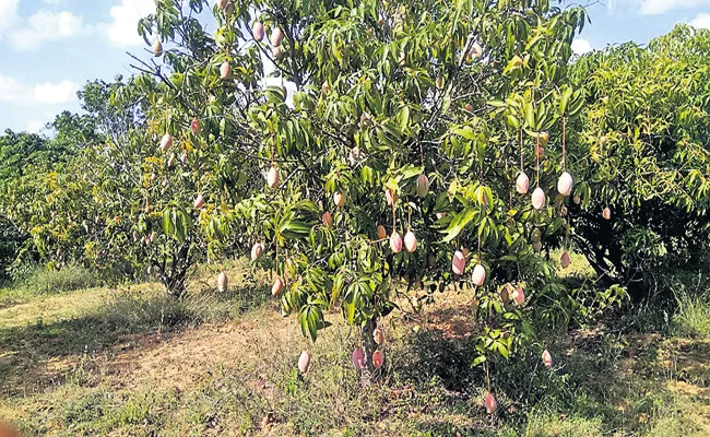 Andhra Pradesh Government Support for Mango Farmers - Sakshi