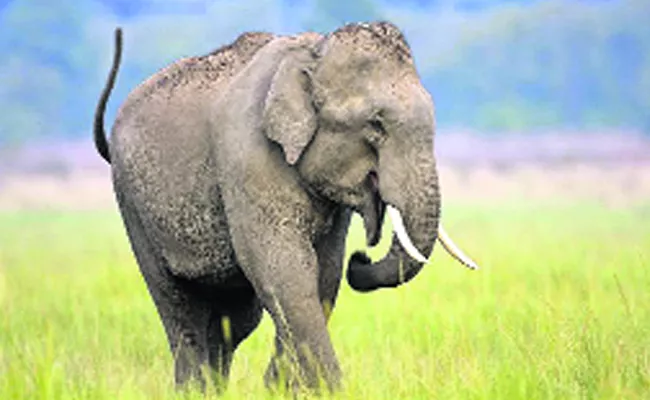 Jharkhand: Expelled By Herd Elephant Causes Over 16 Members Demise - Sakshi