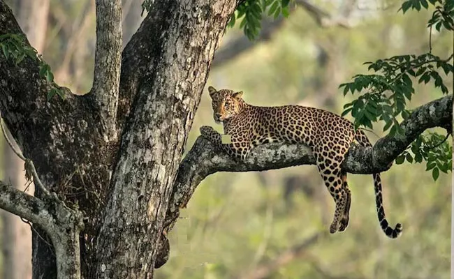 Viral: Can You Spot The Another Leopard Hiding In This Pic - Sakshi