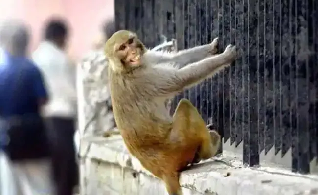 Monkeys Steal Womans Jewellery In Medak - Sakshi