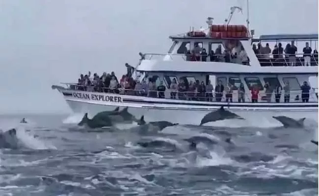 Dolphins Stampeding Alongside Boat Which Is Viral Shared By Harsh Goenka - Sakshi