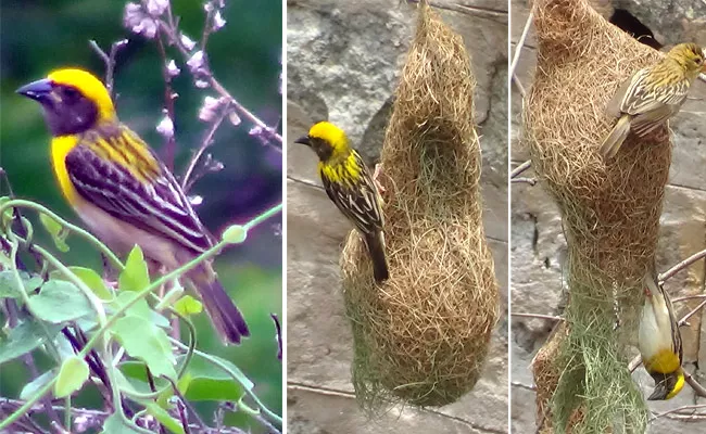 Talent Of Sparrow In Building Nest In Mahabubnagar - Sakshi