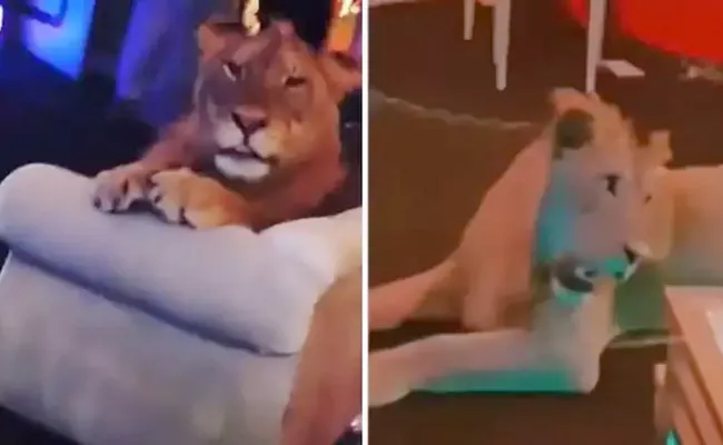 Pakistani Influencer Uses Sedated Lion As Birthday Party Prop  - Sakshi