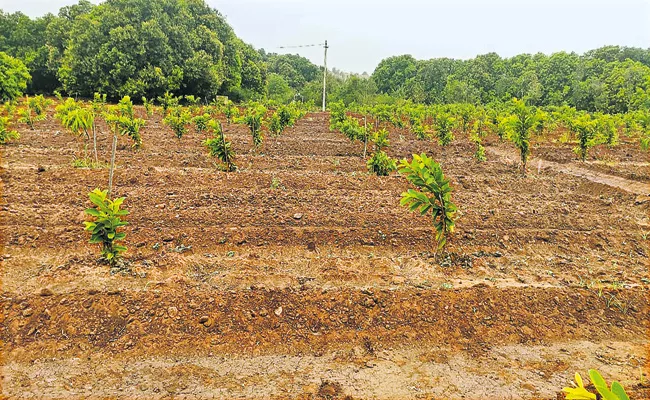 Andhra Pradesh government is revolutionizing the cultivation of orchards - Sakshi