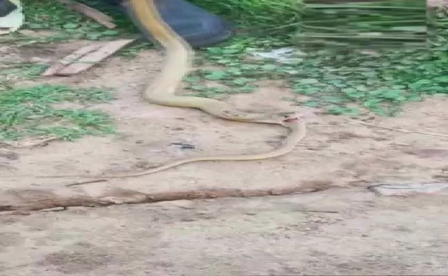 4 Feet King Cobra Eats 3 Feet King Cobra In Orissa - Sakshi