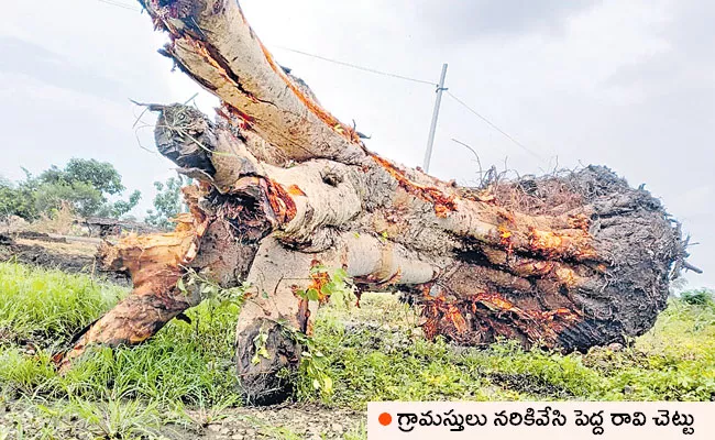 Replanting Cut Tree: Sangareddy Man Gnaneswar Replant RaviChettu - Sakshi