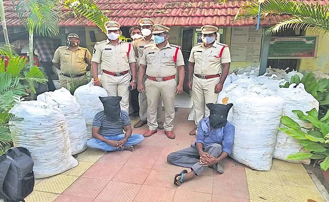 Cannabis bags under pineapple fruit bags - Sakshi