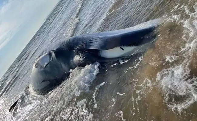 12 Metre Long Minke Whale Washes Up People Warned Stay Away From Beach UK - Sakshi