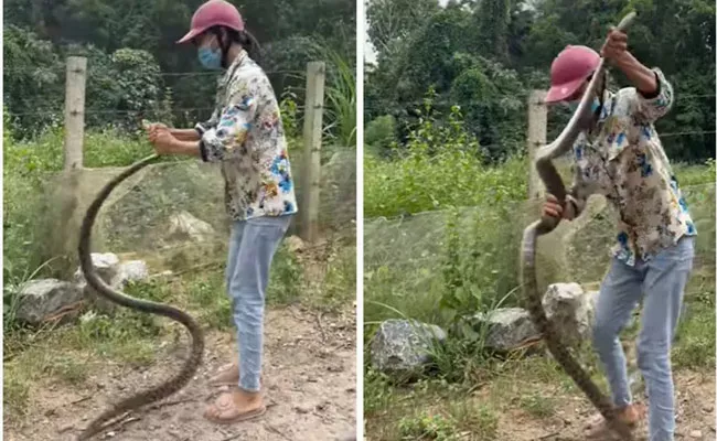 Woman Catches Snake With Bare Hands In Vietnam - Sakshi