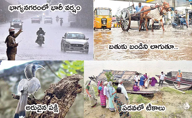 Local to Global Photo Feature in Telugu: Siddipet, Rare Bird, Covid Vaccination - Sakshi