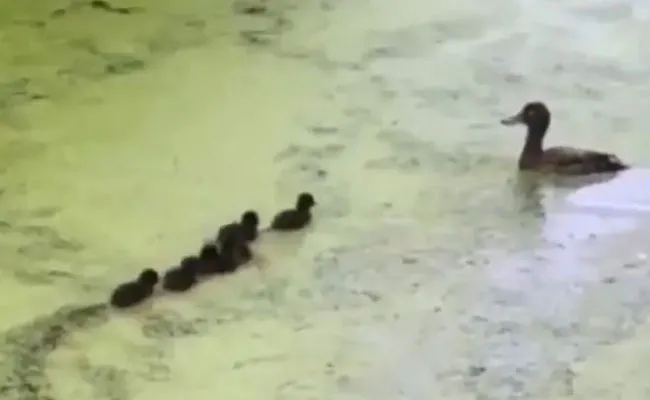 Mother Duck Plays Hide And Seek In Water With Her Babies Crazy Viral Video - Sakshi