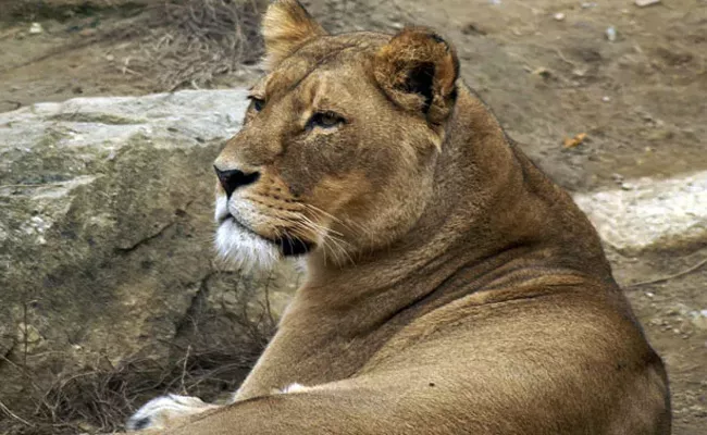 Lioness Passes Away Due To Corona In Chennai Zoo - Sakshi