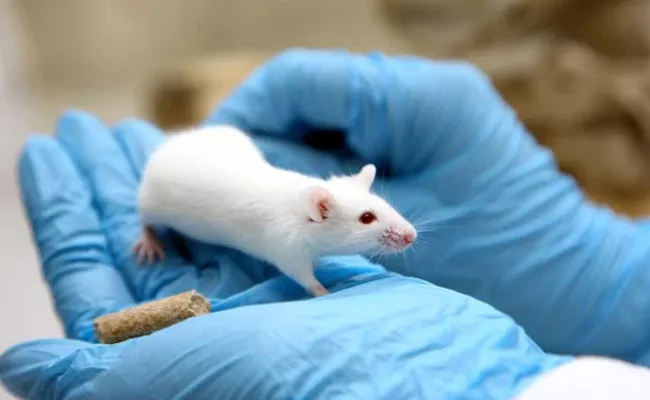  Israeli scientists extend mice lives by 23 percent, humans could be next - Sakshi