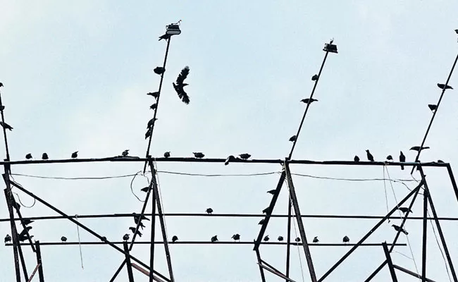 Birds in Vizianagaram Clicked by Sakshi Photographer