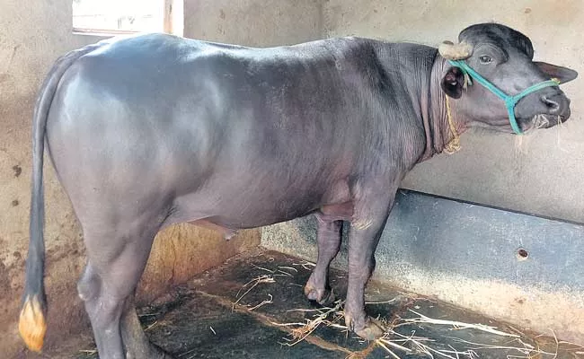 Murrah Buffalo Rs 15 Lakh - Sakshi