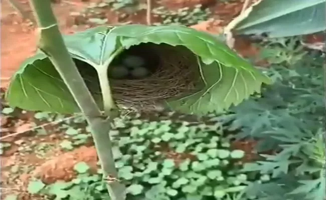 Viral Video Beautiful Bird Nest Sitting Inside a Rare Tree Leaf - Sakshi