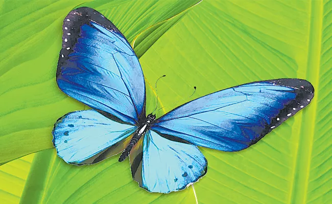 Color Mystery: Scientists Says Butterflies And Parrots Blue Color Secret - Sakshi