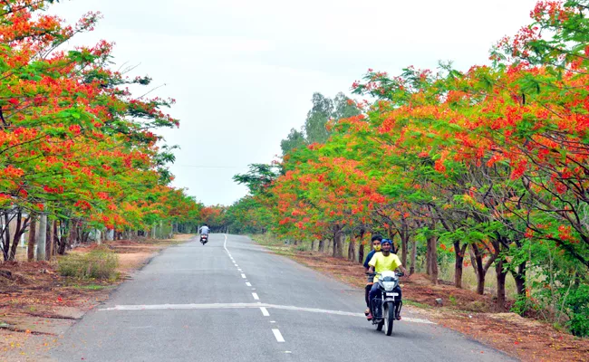 Siddipeta Turned To Red And Green  - Sakshi