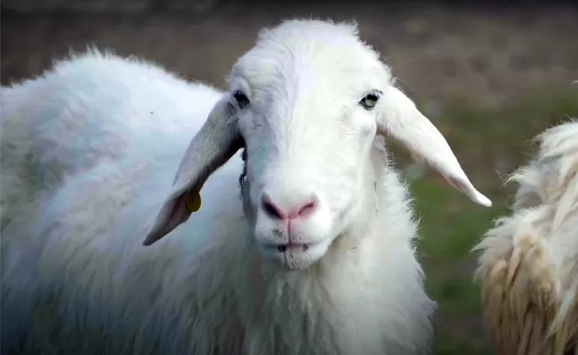 Sheep Escaped Panic Oxfordshire County In England - Sakshi