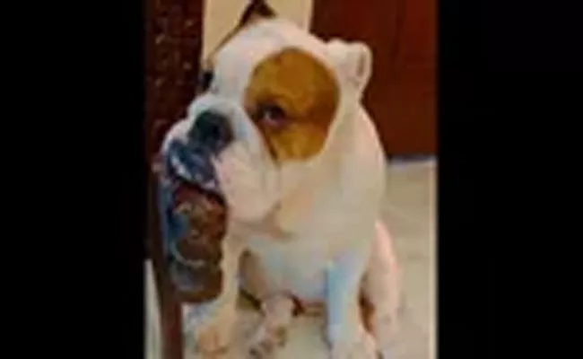 Ram Kapoor Shares His Dog Feels Sad Video Went Viral - Sakshi