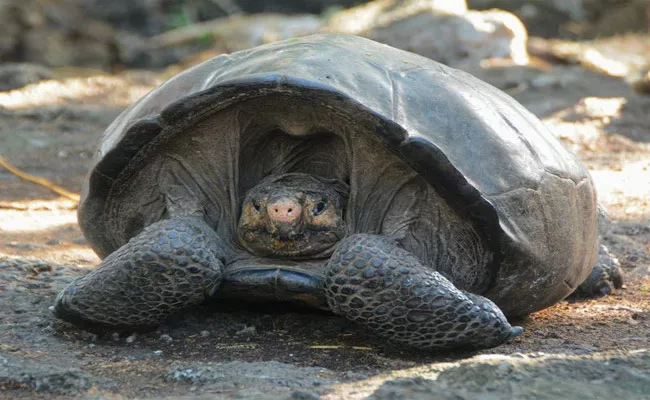 Fernandina Giant Tortoise Found Alive After 100 Years - Sakshi