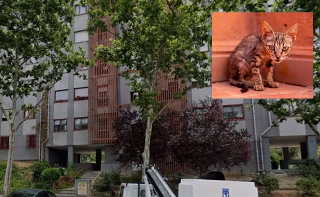 Madrid Elder Woman Dies Her Pet Cats Ate Her Body - Sakshi