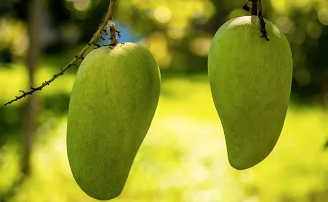 This Madhya Pradesh Noorjahan Mango Costs 1000 Per Piece - Sakshi