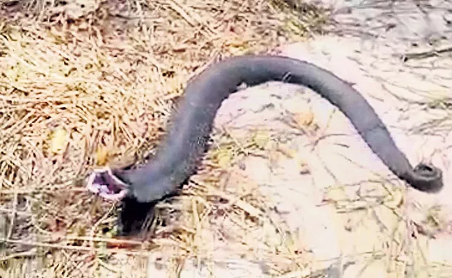 Fact Check: Strange Noises Of Snake In Ramadugu Karimnagar Found Fake - Sakshi