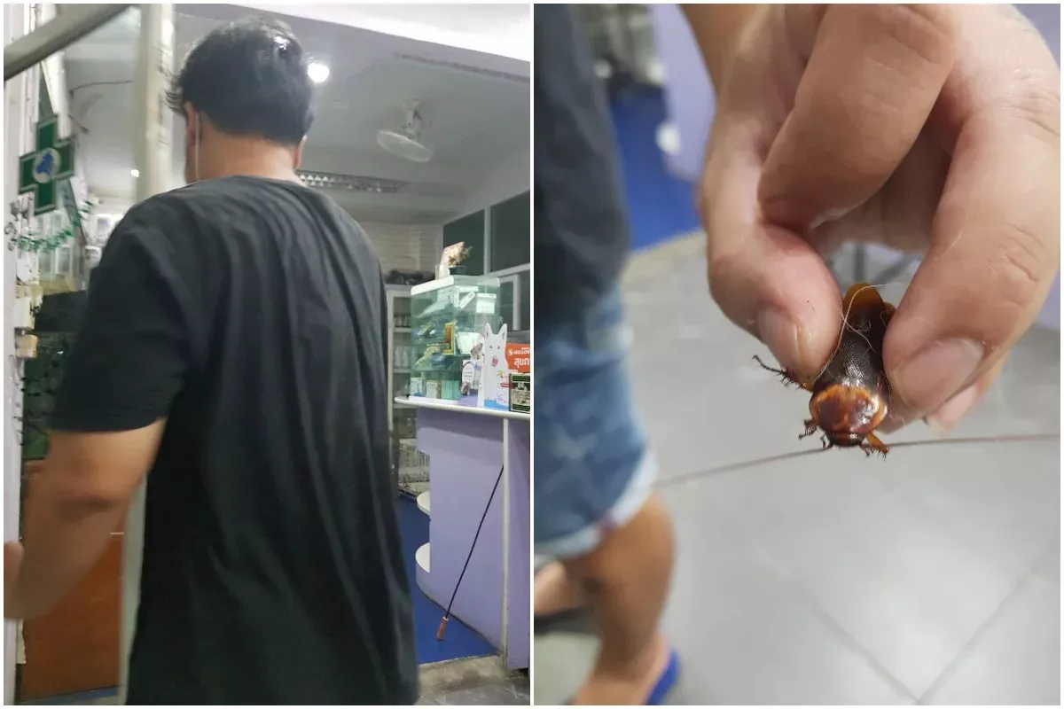 Man Carries Injured Cockroach to A Hospital in Thailand - Sakshi