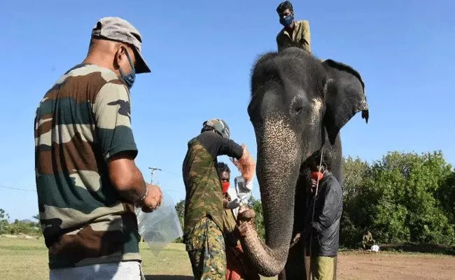 After Lions Positive Covid Tests To Elephants In Tamil Nadu - Sakshi