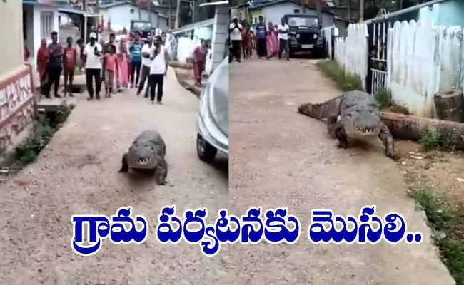 A Crocodile Seen Strolling In Streets Of Village In Karnataka - Sakshi