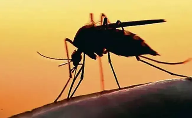 Zika Outbreak: High Alert In Kerala - Sakshi