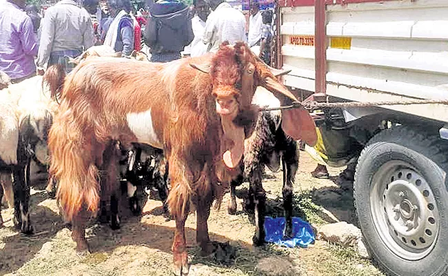 Kashmir Goats Are Special Attraction At Sheep Market - Sakshi