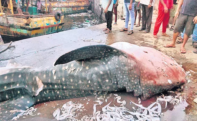 Rare Fish Entangled In Fisherman Net - Sakshi