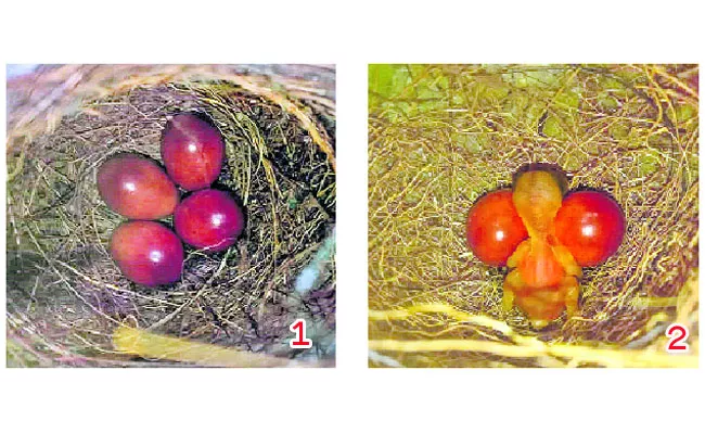 Sunbird Egg Incubation Photos Clicked By Sakshi Photographer in Mahabubnagar