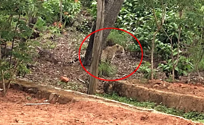 Leopard Spotted Again In Tirumala, Waiting For Deers - Sakshi