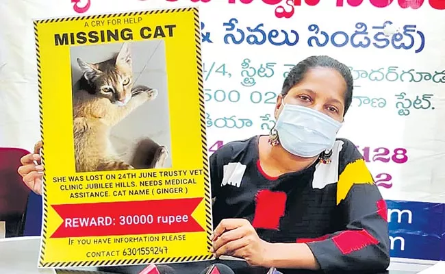 Cat Missing Advertise In Hyderabad Owner Request To People - Sakshi