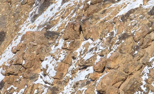 A Snow Leopard Is Hiding This Picture Netizens Are Struggle To Find - Sakshi