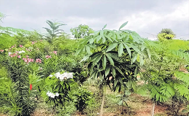 116 Types Of Different Plants Found In Kalabgoor Village Sangareddy - Sakshi