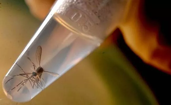 5 New Zika Virus Cases Recorded In Kerala - Sakshi