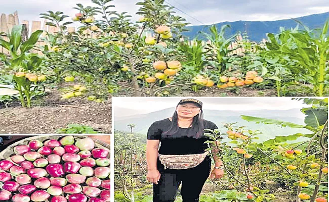 Awungshi Shimray Augustina is a brand ambassador for apple cultivation in Manipur - Sakshi