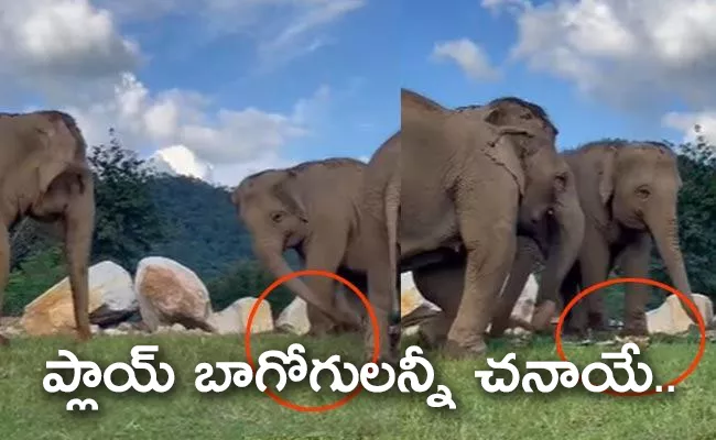 Blind Elephant Guided By Another Elephant In Thailand Goes Viral - Sakshi