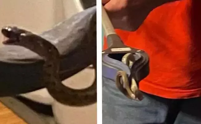 Woman Finds Family Of 18 Snakes Living Under Her Bed In Georgia - Sakshi