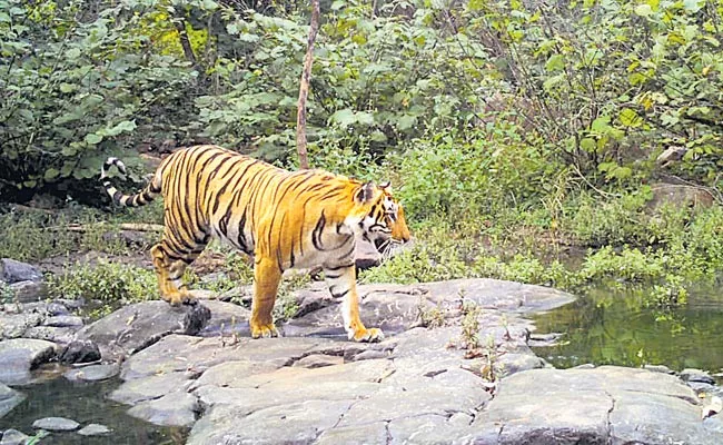 Forest Department: 14 Tigers In Amrabad Tiger Reserve - Sakshi