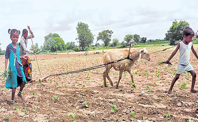 Farmer Is Plowing Sheep Farm In Kurnool District - Sakshi