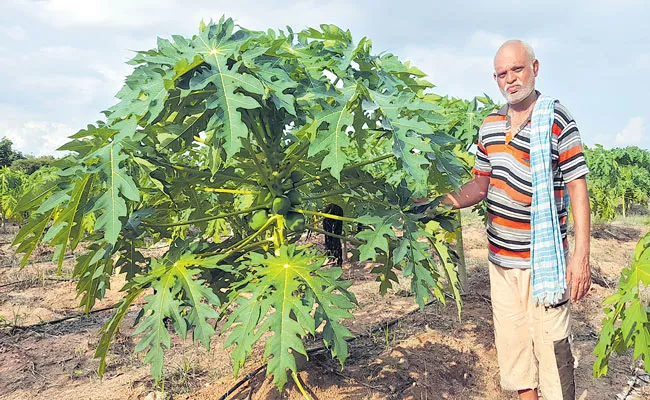 Bandaru Venkateswarlu Success Story of organic Farming - Sakshi