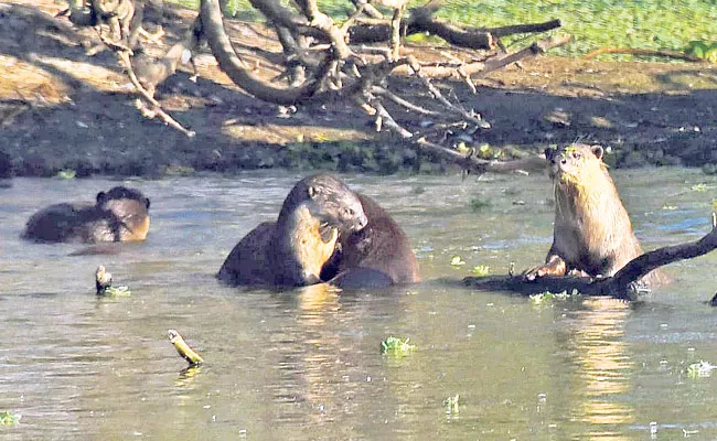 Uppalapadu Bird Sanctuary: Otter Water Dogs But Poses Danger To Birds - Sakshi