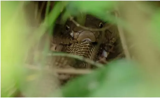 Viral: Rare Pic Of King Cobra Eating Another Cobra - Sakshi